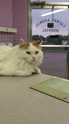 Jimmy one of the hospital kitties