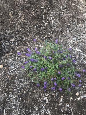 Lavender color flower