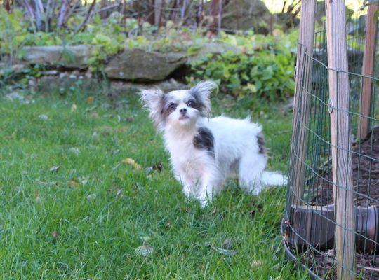 A female chipoo