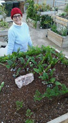 Beets, carrots and radishes in our Senior accesible plots (We have two levels of regular raised beds for Anaheim residents!)