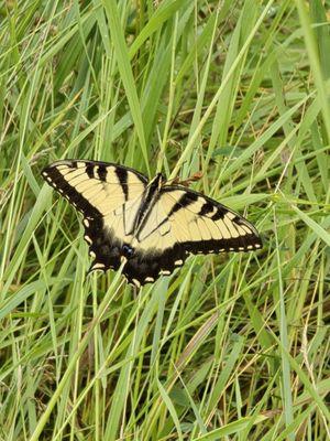 Flutterby... lots of varieties out today