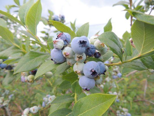 Baumhart Berry Farm