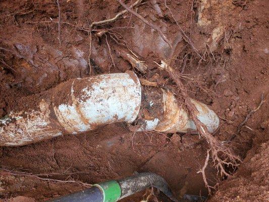 Before we cut the sewerline, the root ball growing into the PVC 45 fitting.