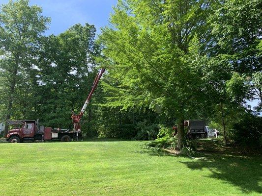 Tree trimming.