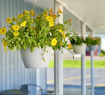 Hanging Plants