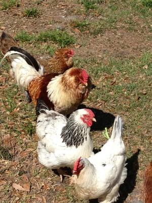 Feathered Friends at the Critter Cottage Hobby Farm