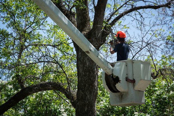 Lumber Jack Tree Care