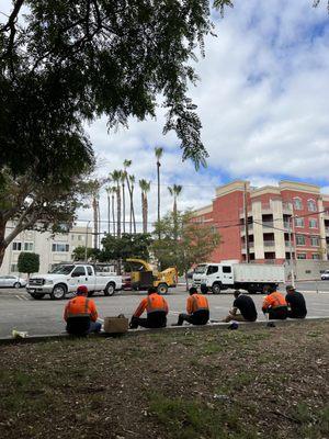 Efficient and safe commercial tree trimming