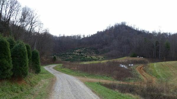 It's a tractor ride to get to the 6' and taller trees.