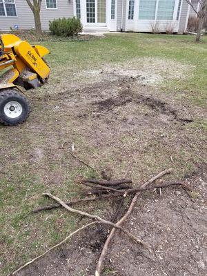 Tree removed in Batavia, tree and Stump