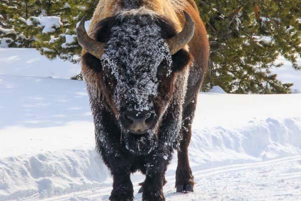 Grand Teton Winter Wildlife Tours