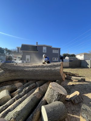 Huge dead maple