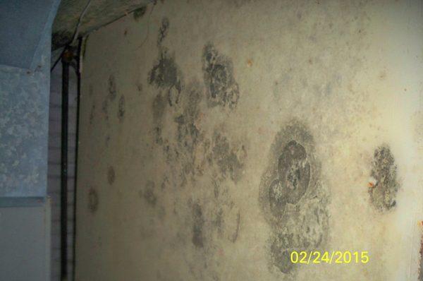 Basement mold