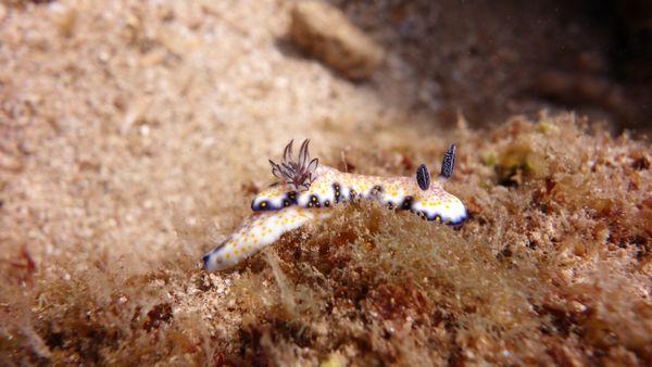 Nudibranch