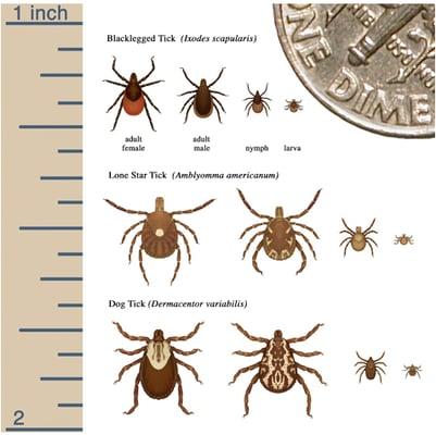 Call Yard- Masters Today and we will help keep those Ticks Away