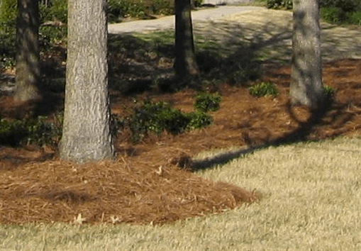 Pine Straw and Mulch available