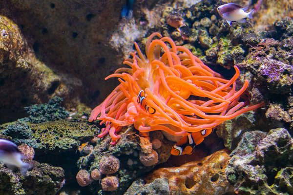 Reef Charities - coral, fish, and aquarium supplies (501c-3 nonprofit charity that supports reef restoration)