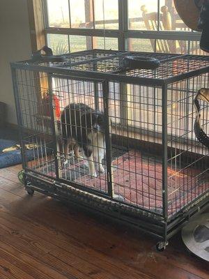 Or sick Aussie in his crate- he got sick after bubba- all but two of my 6 dogs are now sick