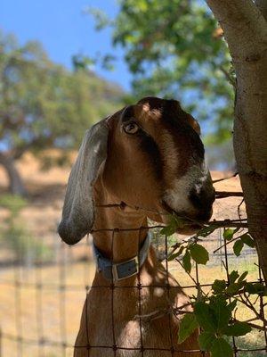 The pasture is currently closed, but this friendly face came over to the fence to say hello