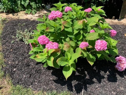 Pink hydrangeas