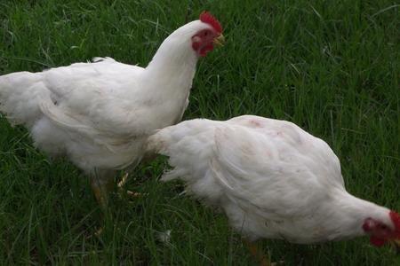 Happy chickens