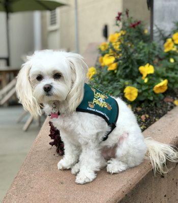 Meet therapy dog, Kookie.