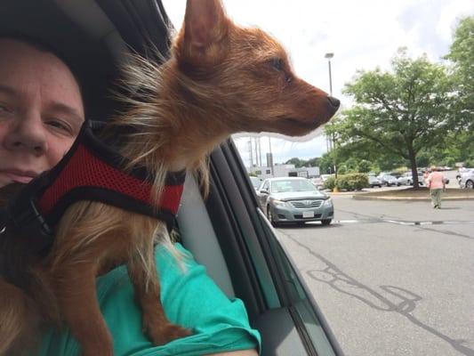 After his visit after his apt. He's happy and Loving the breeze.. (FYI I am parked, Not driving.)