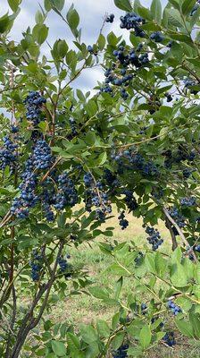 Berries for days!