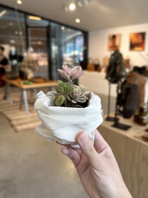 Succulent Bar for Earth Day