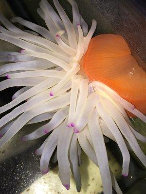 Pink Tip Anenome