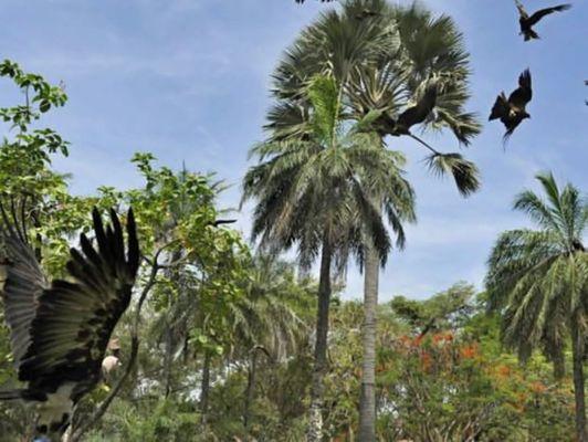 Trees from the Gambia!  Beautiful!