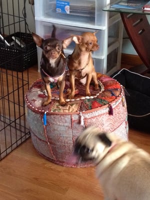 Merv and Eva hanging out on the ottoman, while Addie tries to get them to come play.