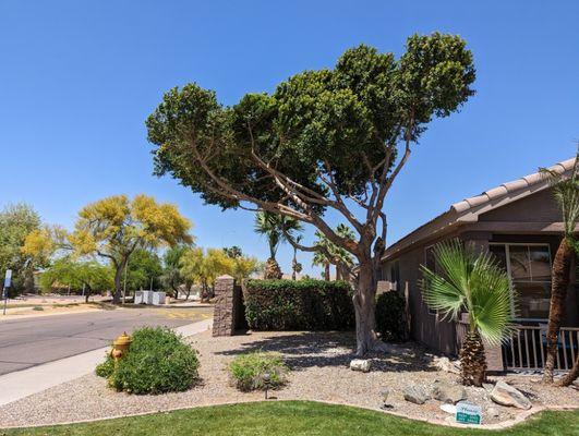 Tree Trimming