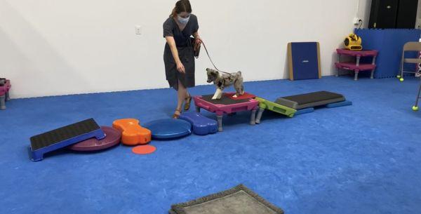 Puppy obstacles course