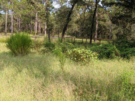 Bush Hogging large or small property.