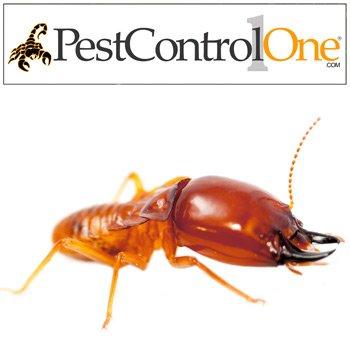 Pest Control One- Phoenix Termite Control and Treatment