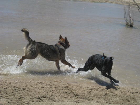 Doggie playtime at the beach!