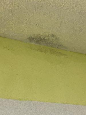 Mold and mildew on ceiling and wall of shower.