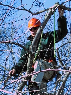 Mountain Tree Care