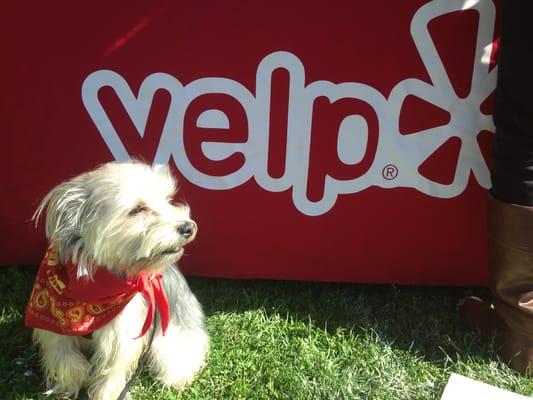 Toto reppin' Yelp Schwag!