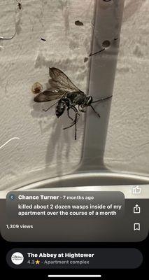 Wasps killed inside of my home.