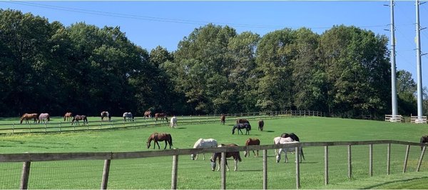 Happy Horses