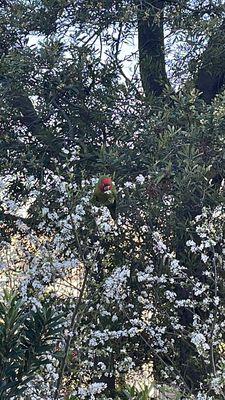 Birds in the trees