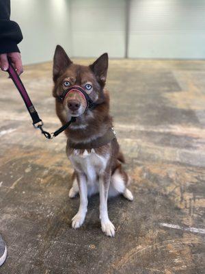 Obedience training in our service dog training program.