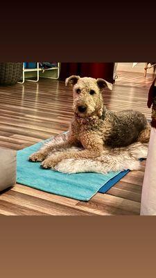 Yoga dog