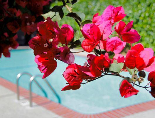 Poolside