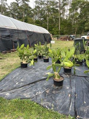 Huerta's Produce and Garden Center