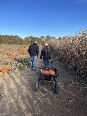 Picking pumpkins