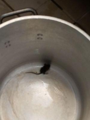 Shared by a friend--live mouse found in kitchen area.