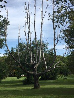 A really cool birch on the property